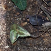 Trichopus zeylanicus Gaertn.